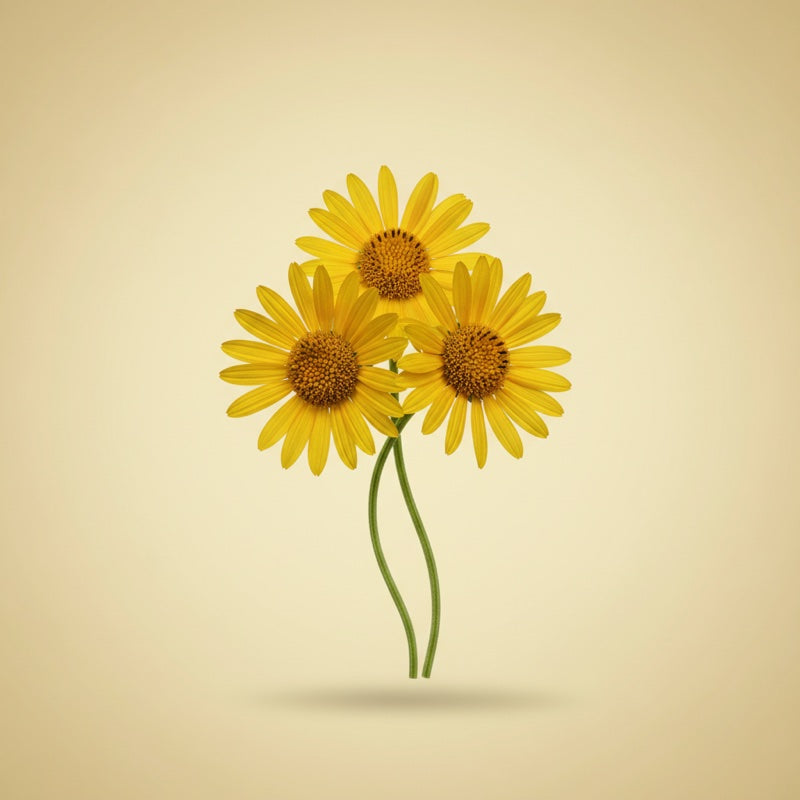 Arnica Extract